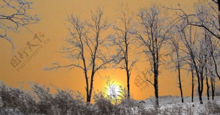 冬季林雪落日图片