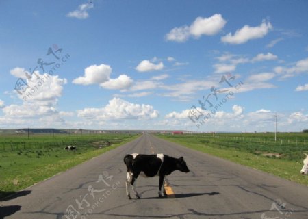 草原上的牛图片