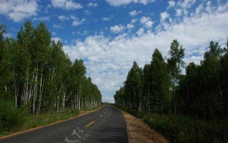 内蒙古莫尔道嘎公路边景色图片