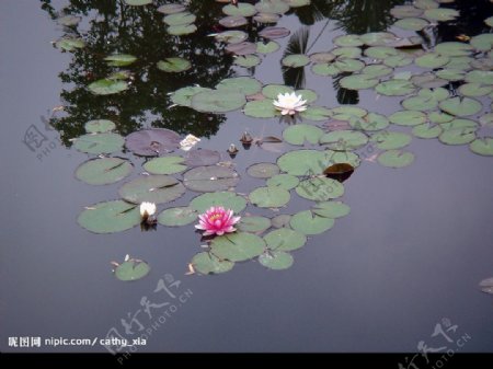 池塘睡莲图片