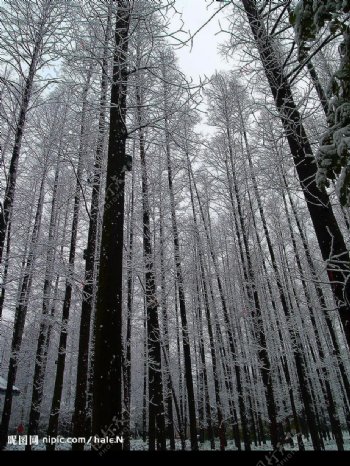 雪景树林图片