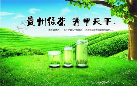 贵州绿茶图片