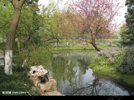 西湖桃花图片