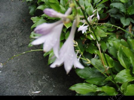 校园里紫色小花图片