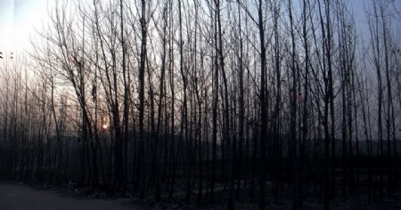 太阳在林子里图片