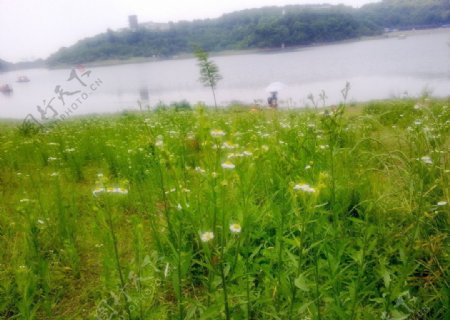 湖边的野花图片