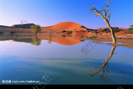 沙漠风光湖泊小树枯树图片