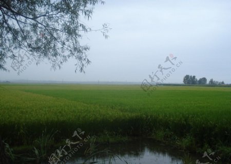 家乡绿油油稻田图片