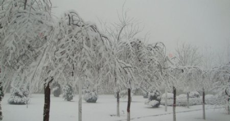 雪天景色图片