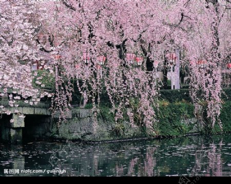 春暧花开图片