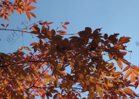哈尔滨秋天的五花山世界图片