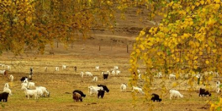 北疆牧羊图片