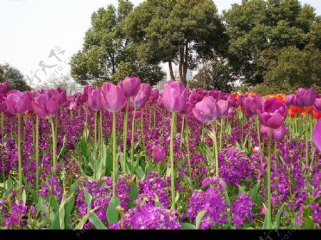 杭州紫郁金香图片