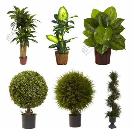 绿色观赏植物图片