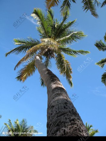 马尔代夫的植物图片