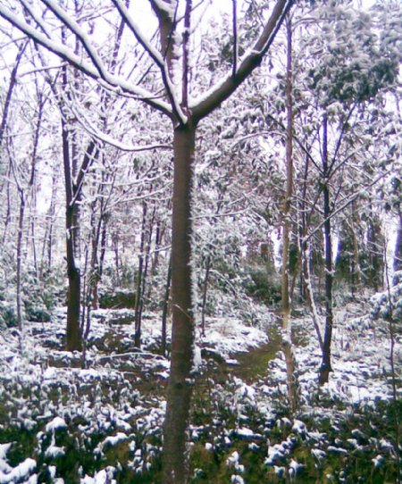 雪景白雪雪树图片
