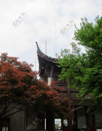杭州玉皇山顶的树和亭图片