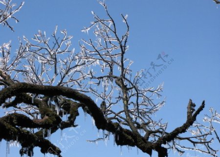 冰棒树枝图片