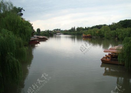 瘦西湖杨柳岸图片