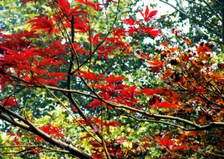 秋至栖霞枫叶红图片