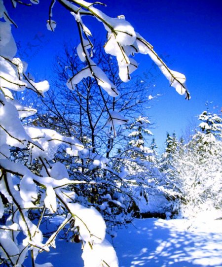 雪地银装素裹树枝图片