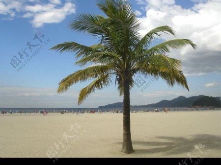 椰子樹图片