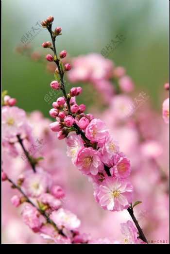 冰城的桃花图片