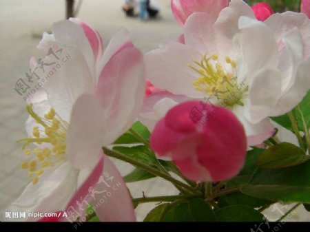 那些花儿烂漫海棠图片