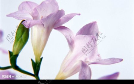 高清淡紫色花朵符合印刷标准图片