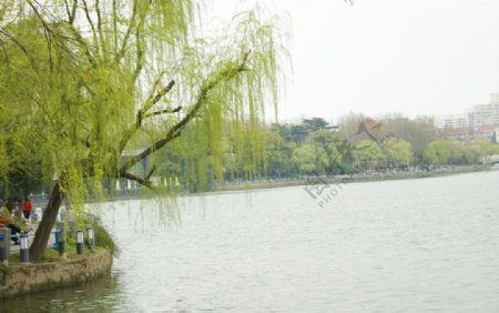 湖水柳树图片