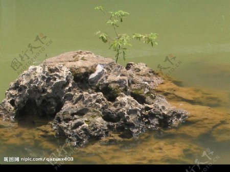水石头植物蜻蜓图片