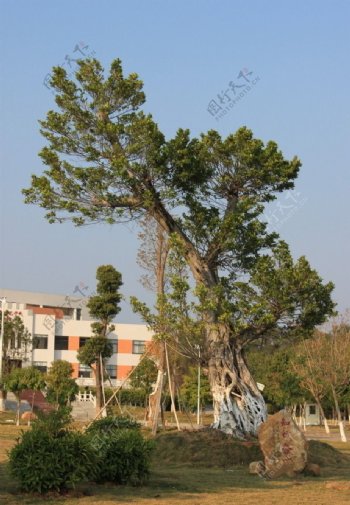 校园绿树图片