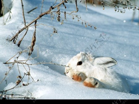 兔子与雪图片