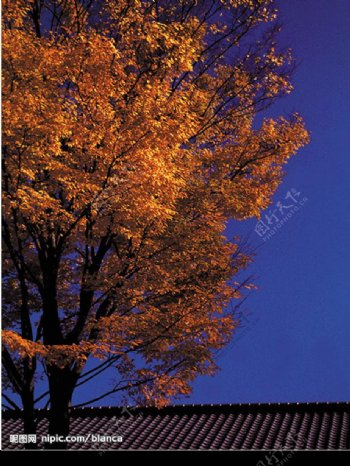 秋天的树木图片
