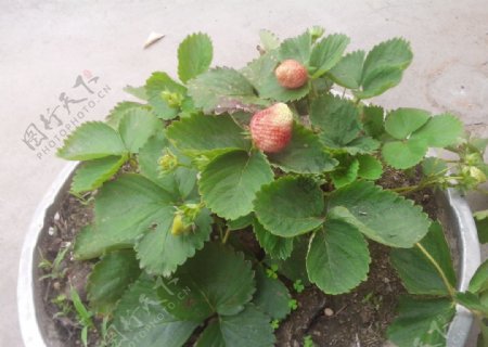 盆栽草莓图片