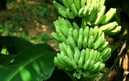 香蕉香蕉树香蕉叶图片