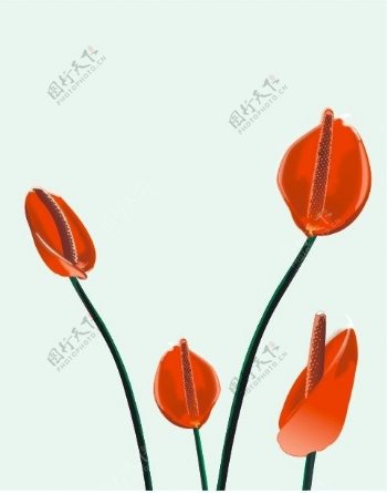 四朵红花图片