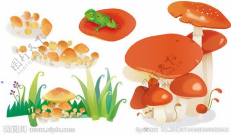 蘑菇集合图片