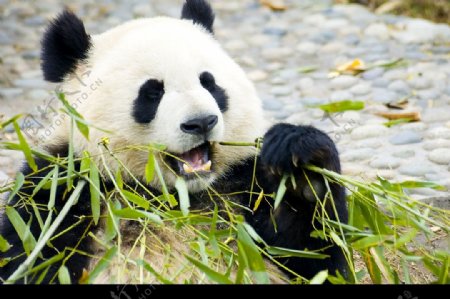 熊猫吃竹叶图片