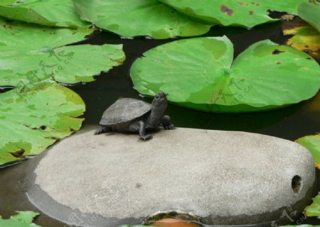 池塘乌龟荷叶图片