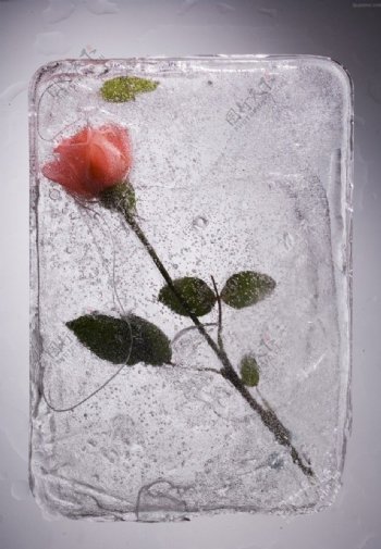 冰玫瑰图片