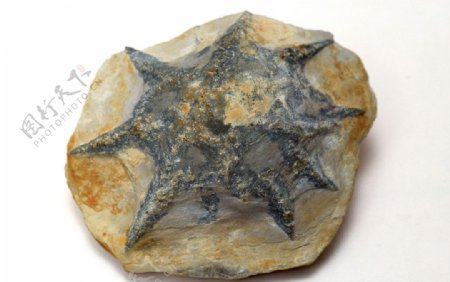 海星化石图片