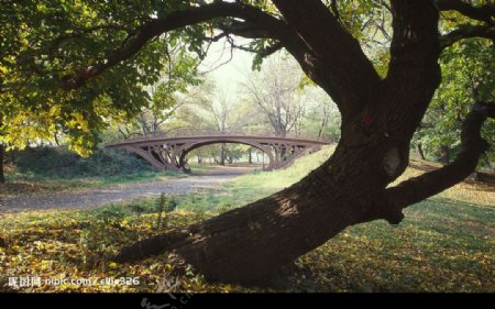 纽约中央公园铁桥大树图片