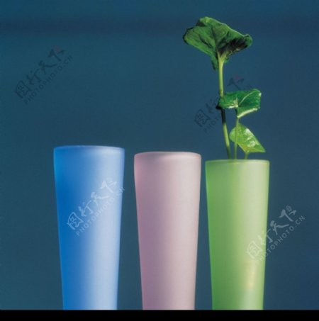 杯子植物图片