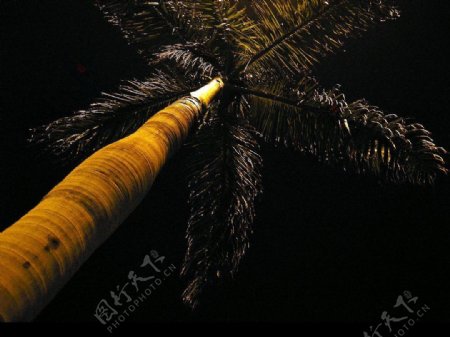黑夜中的棕榈树图片