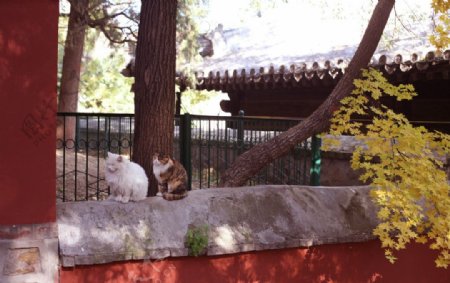 寺庙中的猫图片
