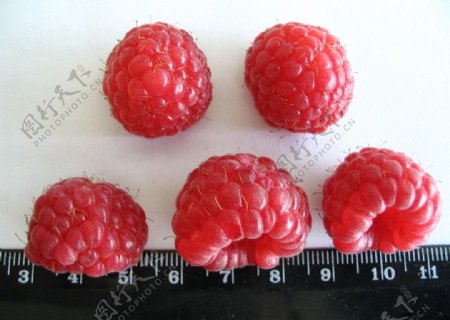 高清树莓大图红树梅图片