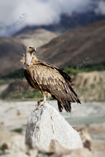 秃鹫西藏秃鹫图片