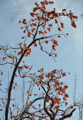 柿子冬天图片