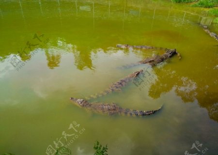 鳄鱼池图片